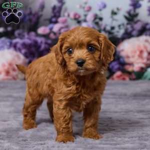 Charlie, Cavapoo Puppy